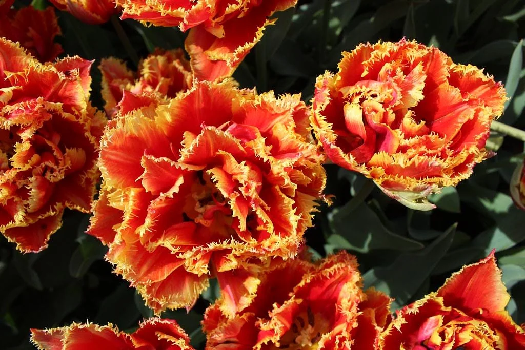 Gold Dust Fringed Tulip Bulbs - Scarlet & Gold Edges - Image 1
