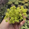 Gold Dust Sedum Live Plant – Gold Moss Sedum, Tokyo Sun – 2in or 4in Pot Succulent - Image 1