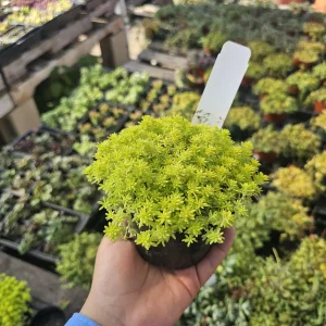 Gold Dust Sedum Live Plant – Gold Moss Sedum, Tokyo Sun – 2in or 4in Pot Succulent - Image 3