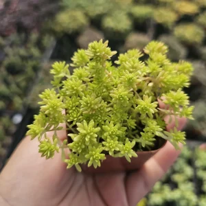 Gold Dust Sedum Live Plant – Gold Moss Sedum, Tokyo Sun – 2in or 4in Pot Succulent - Image 1