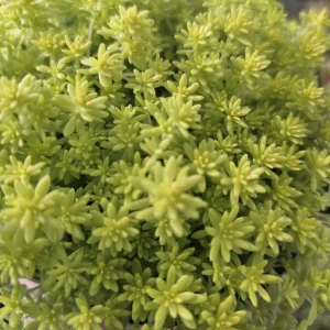 Gold Dust Sedum Live Plant – Gold Moss Sedum, Tokyo Sun – 2in or 4in Pot Succulent - Image 5