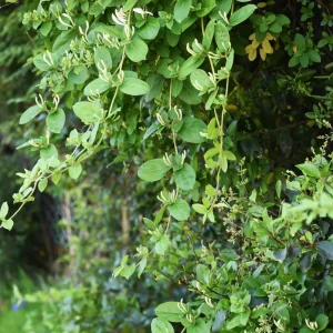 Gold Flame Honeysuckle Vine - Lonicera Live Plant - 2.5