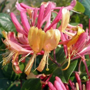 Gold Flame Honeysuckle Vine - Lonicera Live Plant - 2.5