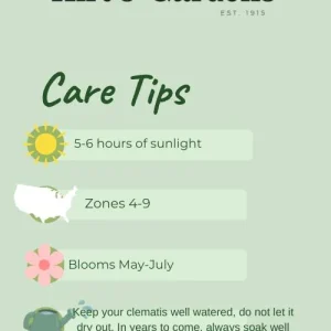 Gold Flame Honeysuckle Vine - Lonicera Live Plant - 2.5