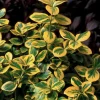 Gold Splash Wintercreeper Live Plant – Euonymus fortunei – 4" Pot – Outdoor Shrub - Image 1