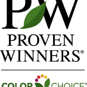 Gold Splash Wintercreeper Live Plant – Euonymus fortunei – 4