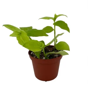 Gold Wing Tradescantia Live Plant - 2.5 inch Pot - Indoor Potted Houseplant - Image 2