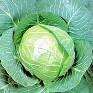 Golden Acre Cabbage Seeds - Non-GMO Heirloom Garden Vegetable Seeds - Image 2