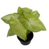 Golden Allusion Arrowhead Plant - Syngonium Live Plant - 4 inch Pot - Image 1