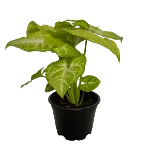 Golden Allusion Arrowhead Plant - Syngonium Live Plant - 4 inch Pot - Image 2