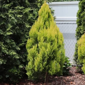 Golden Arborvitae Live Plant – Thuja plicata Evergreen Hedge – 8-14