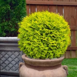 Golden Arborvitae Live Plant – Thuja plicata Evergreen Hedge – 8-14