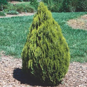 Golden Arborvitae Live Plant – Thuja plicata Evergreen Hedge – 8-14