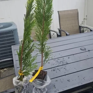 Golden Arborvitae Live Plant – Thuja plicata Evergreen Hedge – 8-14