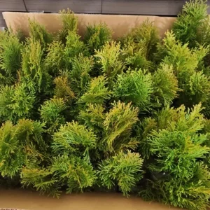 Golden Arborvitae Live Plant – Thuja plicata Evergreen Hedge – 8-14