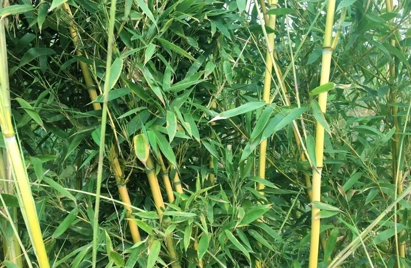 Golden Bamboo Seeds - 50+ Yellow Crookstem Bamboo Seeds - Cold Hardy Perennial - Image 3