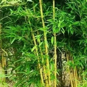 Golden Bamboo Seeds - 50+ Yellow Crookstem Cold Hardy for Home & Garden - Image 2