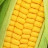 Golden Bantam Organic Sweet Corn Seeds - Heirloom, Non-GMO - 200 Seeds - Image 1