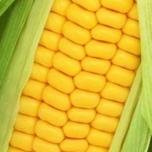 Golden Bantam Organic Sweet Corn Seeds - Heirloom, Non-GMO - 200 Seeds - Image 2