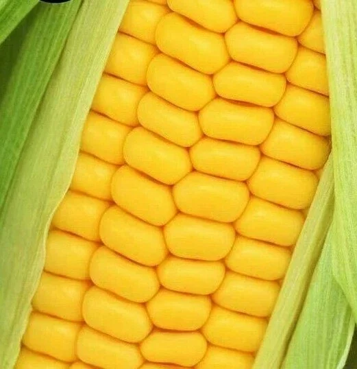 Golden Bantam Organic Sweet Corn Seeds - Heirloom, Non-GMO - 200 Seeds - Image 3