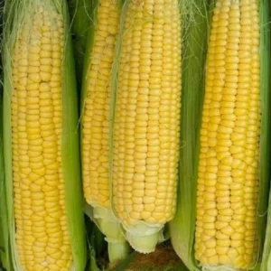 Golden Bantam Organic Sweet Corn Seeds - Heirloom, Non-GMO - 200 Seeds - Image 7