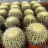 Golden Barrel Cactus Live Plant - Echinocactus Grusonii - 8-10 inch size - Outdoor - Image 1