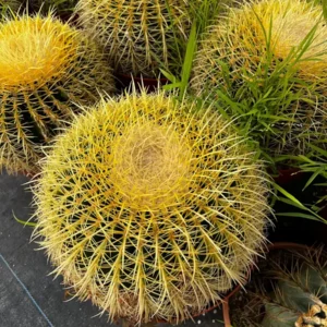 Golden Barrel Cactus Live Plant - Echinocactus Grusonii - 8-10 inch size - Outdoor - Image 2