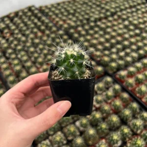 Golden Barrel Cactus Live Plant – Echinocactus Grusonii – 2 inch Pot – Outdoor - Image 2