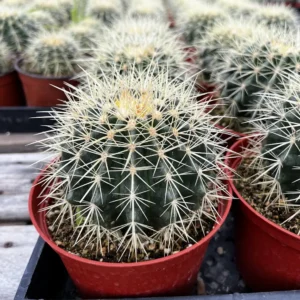 Golden Barrel Cactus Live Plant - Echinocactus Grusonii - 8-10 inch size - Outdoor - Image 4