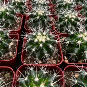 Golden Barrel Cactus Live Plant – Echinocactus Grusonii – 2 inch Pot – Outdoor - Image 4