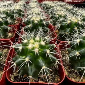 Golden Barrel Cactus Live Plant – Echinocactus Grusonii – 6 inch Pot – Indoor/Outdoor Succulent - Image 5