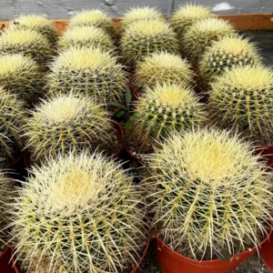 Golden Barrel Cactus Live Plant – Echinocactus Grusonii – 2 inch Pot – Outdoor - Image 5