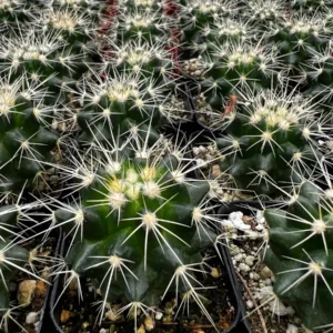 Golden Barrel Cactus Live Plant – Echinocactus Grusonii – 6 inch Pot – Indoor/Outdoor Succulent - Image 7