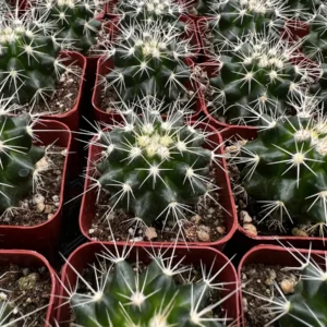 Golden Barrel Cactus Live Plant - Echinocactus Grusonii - 8-10 inch size - Outdoor - Image 7