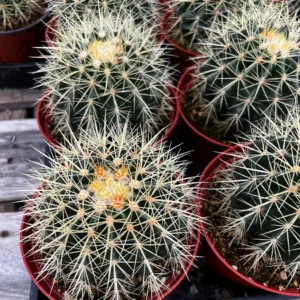 Golden Barrel Cactus Live Plant – Echinocactus Grusonii – 2 inch Pot – Outdoor - Image 7