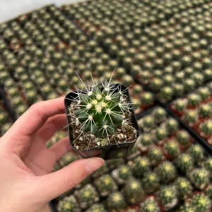 Golden Barrel Cactus Live Plant – Echinocactus Grusonii – 6 inch Pot – Indoor/Outdoor Succulent - Image 8