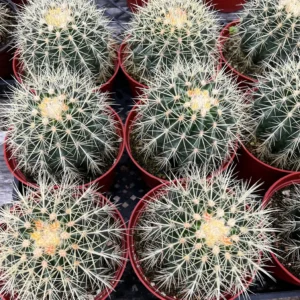 Golden Barrel Cactus Live Plant – Echinocactus Grusonii – 2 inch Pot – Outdoor - Image 8