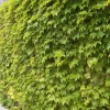 Golden Boston Ivy Live Plant - Parthenocissus Tricuspidata - 2.5 inch Pot - Image 1