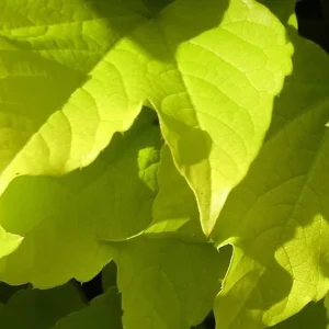 Golden Boston Ivy Live Plant - Parthenocissus Tricuspidata - 2.5 inch Pot - Image 2