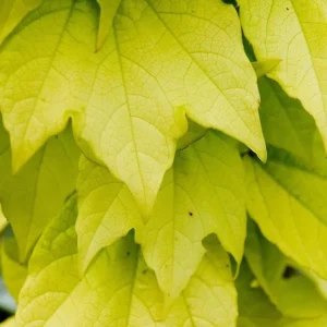 Golden Boston Ivy Live Plant - Parthenocissus Tricuspidata - 2.5 inch Pot - Image 3