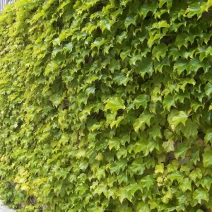 Golden Boston Ivy Live Plant - Parthenocissus Tricuspidata - 2.5 inch Pot - Image 1
