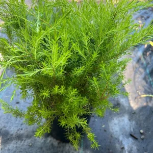 Golden Breath of Heaven Live Plant - Evergreen Shrub, 6 inch pot - Image 6