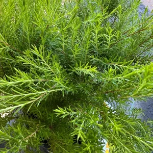 Golden Breath of Heaven Live Plant - Evergreen Shrub, 6 inch pot - Image 7