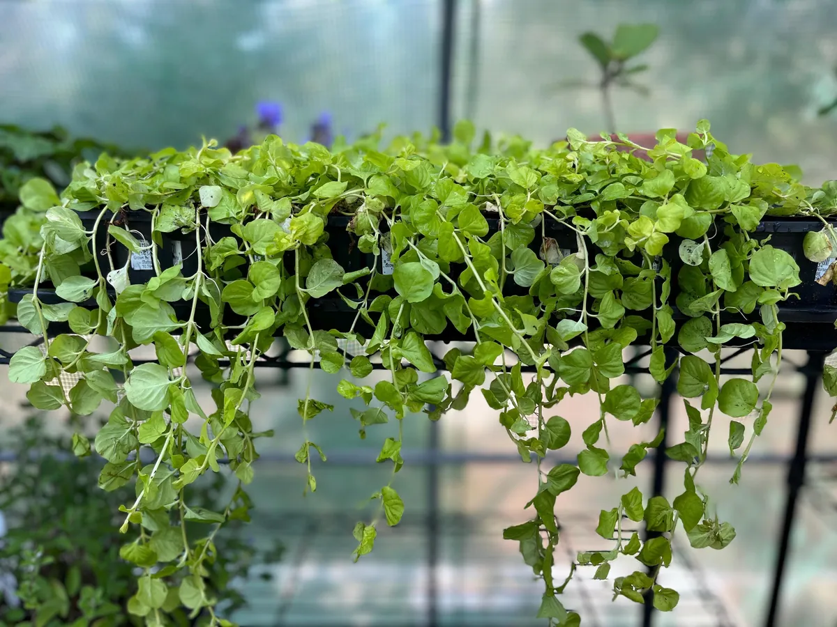 Golden Creeping Jenny Live Plant – Lysimachia 'Aurea' – 2.5 inch Pot – Outdoor Ground Cover - Image 2