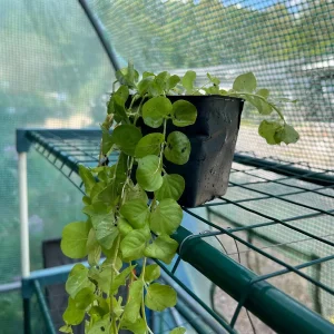 Golden Creeping Jenny Live Plant – Lysimachia 'Aurea' – 2.5 inch Pot – Outdoor Ground Cover - Image 3