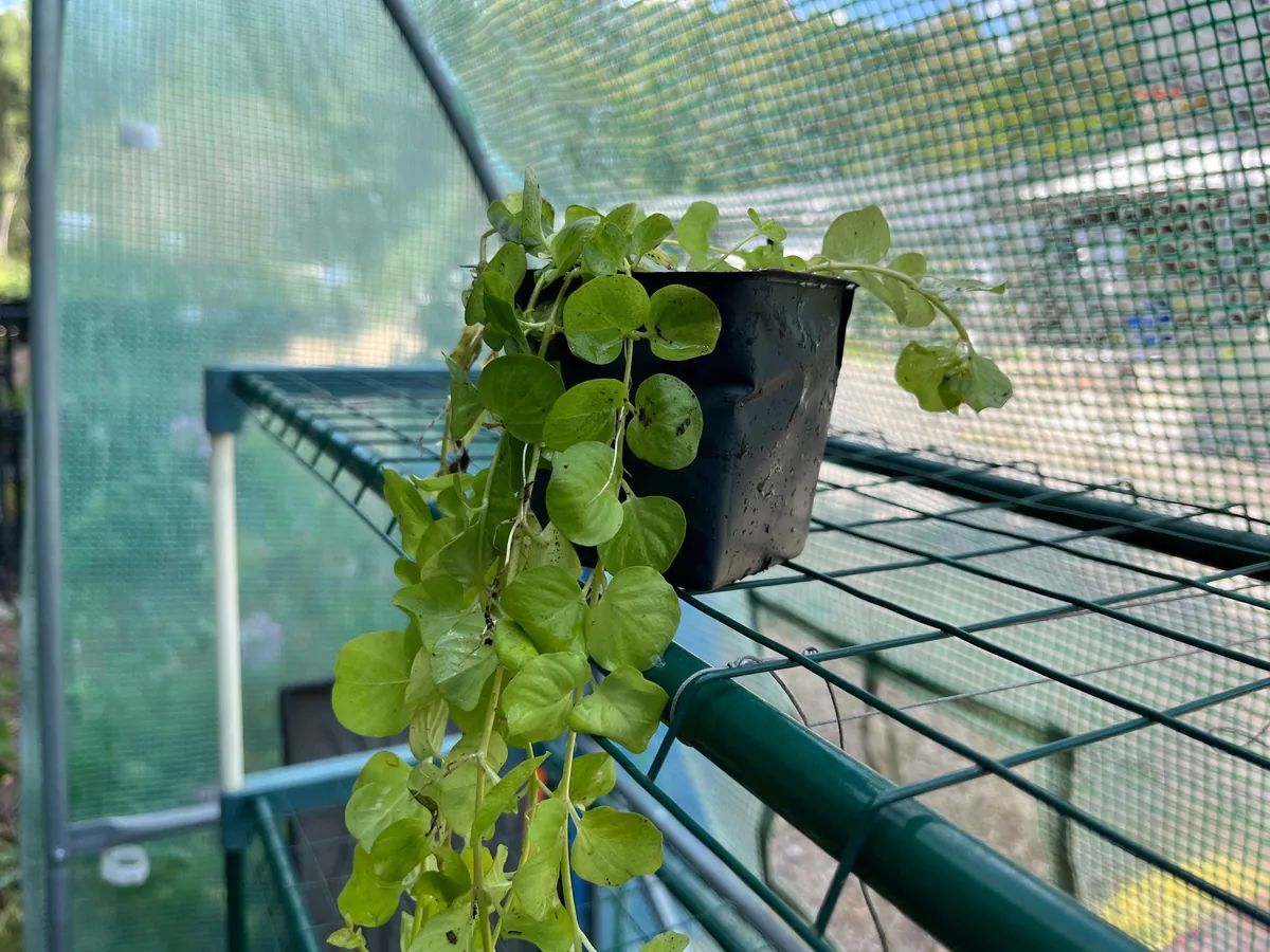 Golden Creeping Jenny Live Plant – Lysimachia 'Aurea' – 2.5 inch Pot – Outdoor Ground Cover - Image 3