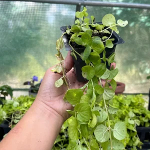 Golden Creeping Jenny Live Plant – Lysimachia 'Aurea' – 2.5 inch Pot – Outdoor Ground Cover - Image 4