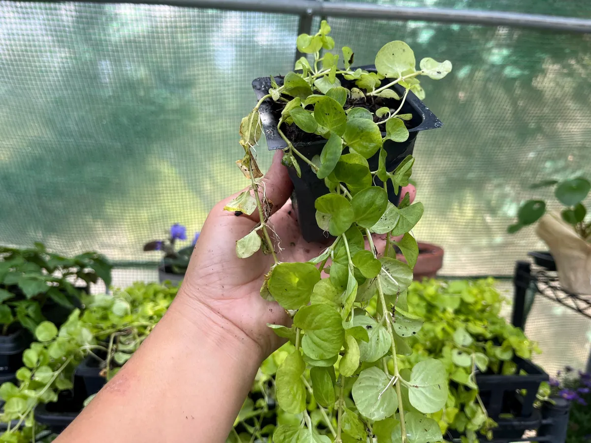 Golden Creeping Jenny Live Plant – Lysimachia 'Aurea' – 2.5 inch Pot – Outdoor Ground Cover - Image 4