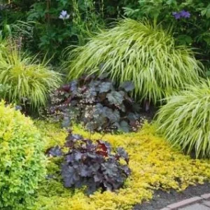 Golden Creeping Jenny Live Plant – Lysimachia 'Aurea' – 2.5 inch Pot – Outdoor Ground Cover - Image 6