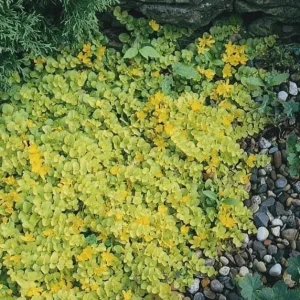 Golden Creeping Jenny Live Plant – Lysimachia 'Aurea' – 2.5 inch Pot – Outdoor Ground Cover - Image 7
